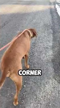 Why the Rhodesian Ridgeback Is Afraid of Nothing