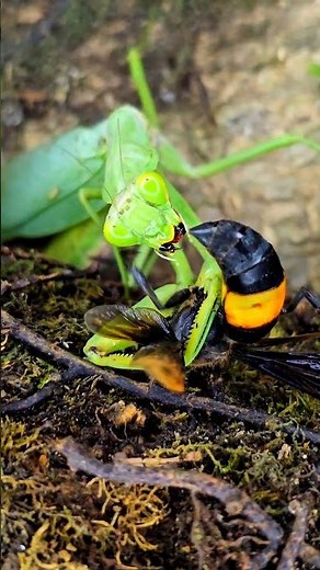 Epic Fight Between the Mantis Master and the Wasp Warrior #mantis #canvasoftheWild