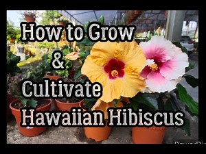 How to Grow, Care & Cultivate Hawaiian Hibiscus