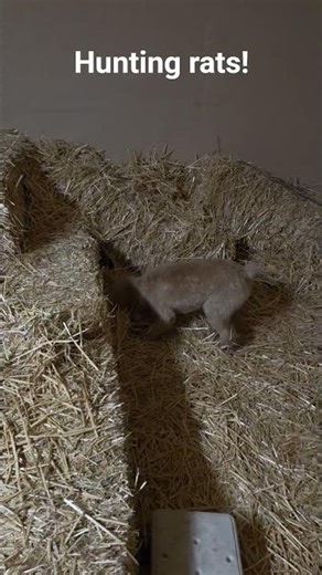 Hunting rats! #dogsport #barnhunt #dogtraining