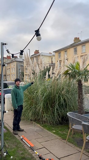 Is there a more fun plant to chop back than pampas grass 😂 This Cortaderia selloana was in need of a cut as it was inhibiting the pathway and we (Kian!) couldn’t resist taking a quick video 🤭 | The Gardeners