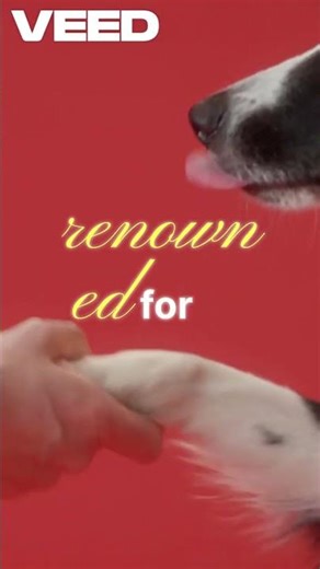 Genius animanls in the nature #FastestLearningAnimals #SmartAnimals #dog #parrot