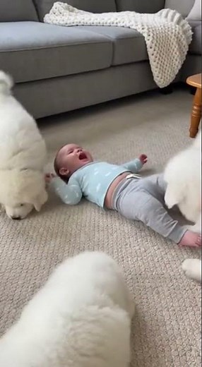4 Great Pyrenees Puppies Bark Together Playfully Chasing Tails #puppies #dogs #cute