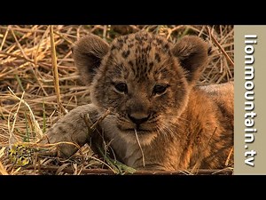 African Wildlife in 30 seconds