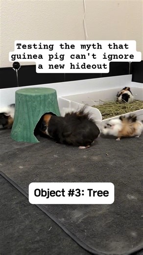 Testing Guinea Pig Hideout 😄🐹 | Guinea pig #guineapighome #guineapigshorts #guineapig #hideout