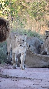 World Lion Day 🦁 A time to appreciate, reflect, but more importantly look to the future. It’s incredible how lion dynamics can evoke such strong emotions and captivate our admiration. After such a tough year, the resilience and legacy of the Othawa pride’s two remaining lionesses continue to remind us of the significance of these animals in Africa’s ecosystems. Their stories indeed contribute to our love and respect for all lions and remind us now more than ever, why we need to protect them for