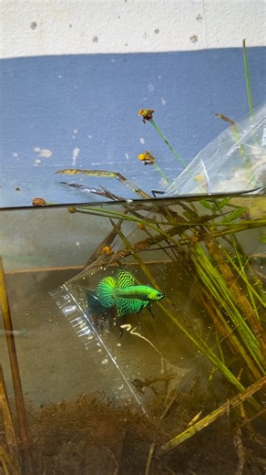 Franksbettas on Instagram: "Green alien #bettafish #aquarium #bettatank #bettausa #bettalover #bettathailand #bettafancy #bettas #alienbetta #bettagermany"