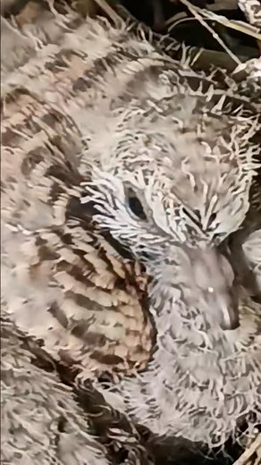 So few days later Clive Ward and look how the feathers are growing won't be long and they will be gone. Been lovely watching them from eggs to chick's they are like a baby doves well that's what the mum looks like she comes back on an evening. They are very quiet never make a sound. | Denise Lesley Ward