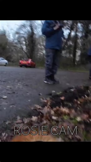 Attaching a Camera to a Dog! #gopro #dogcamera #doggo #dog #actioncamera