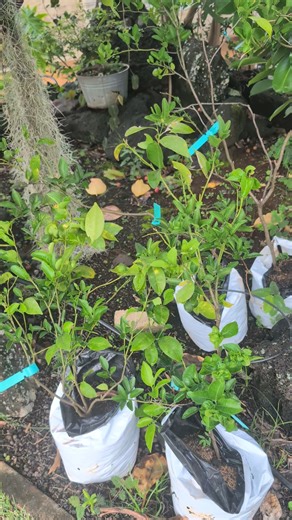Sweet and Tart and ready for fruit - Dancy Tangerine time! Our selection of citrus includes the flavorful Dancy Tangerine, a great grower even in containers producing fruit and ripening in our nursery right now! Come grab a tree for your garden and watch them ripen before your eyes! https://www.facebook.com/share/1CsybYRypd/ #citrus #urbangarden #urbanfoodfarming #tangerine #tangerinedream | Sweet Trees Hawaii