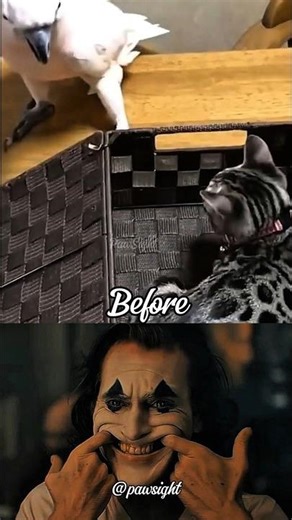 This Parrot Kept Opening the Box… Until This Happened 💔 #cat #animals