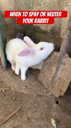 When to spay or neuter your rabbit #shorts #shortshorts #rabbit #rabbitcare