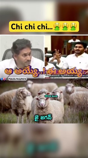 Chi chi #ysjaganmohanreddy #appolitics #ysrcptrolls #funny #rojaselvamani #kodalinani #ycp