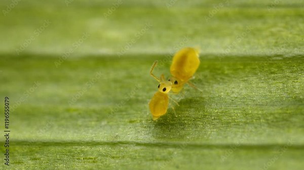 Adorable springtails giving affection to each other after mating. Globular springtails (family Sminthuridae) on leaf, macro view.