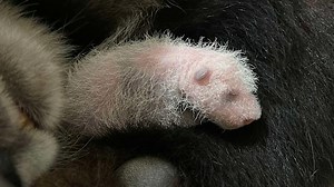 Now screening: Daily videos on Singapore's first panda cub