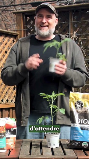 🍅 Pressé de planter vos plants de tomates? Attendez un instant! ✋