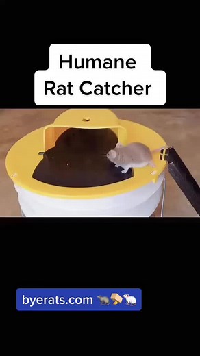 #ReadySetLift #rattrap #ratmom #ratlover #rats #rat #ratatouille #humanetrap #humanetrapping #mouse #mousetrap #mouse #mousetok #mousetrap #exterminate #pestcontrol #ratcontrol #nycrats #🐀 #🐁 #🐭