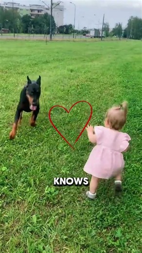 Proof Dobermans are actually gentle giants 🥺❤️ #shorts