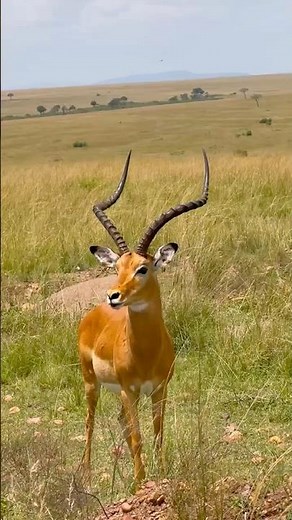 Nature’s masterpiece—the impala 🤎-Gentle, graceful|# #trending #masaimara #explorepage #africa #fyp