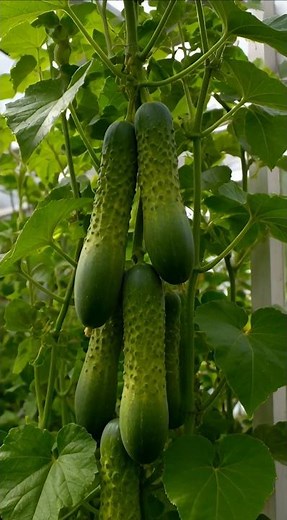 🥒 Hand Pollinate for Bigger Harvests: Get More Cucumbers Fast!
