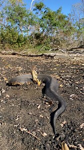 284K views · 2.7K reactions | Cottonmouth (Agkistrodon piscivorus). Louisiana. | Justin Doll | Facebook