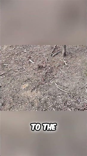 Unlock Deer Secrets: Read Tree Rubs & Find Hidden Trails! #shorts