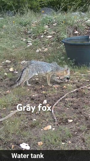 This adorable Gray fox has been visiting the water tank every day, seen here eating a toad #fox