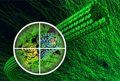Discovery of how Taxol works could lead to better anticancer drugs - Berkeley News