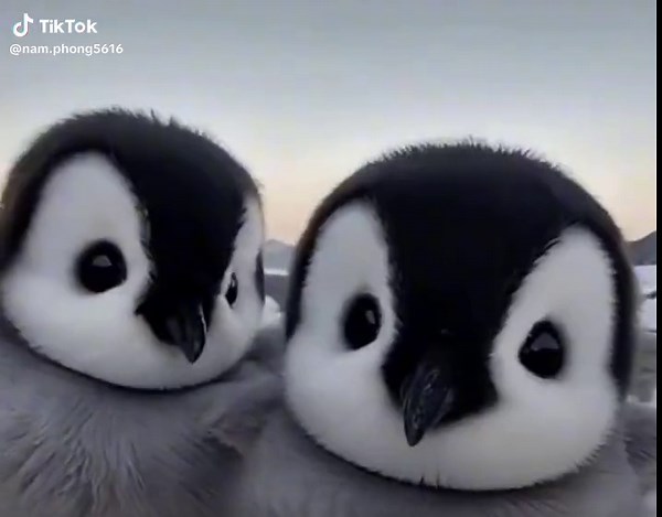 Cute Animals Videos | Funny Animal Moments on TikTok