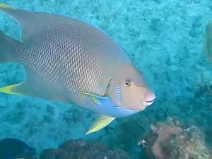 Fish Identification: Blue Angelfish
