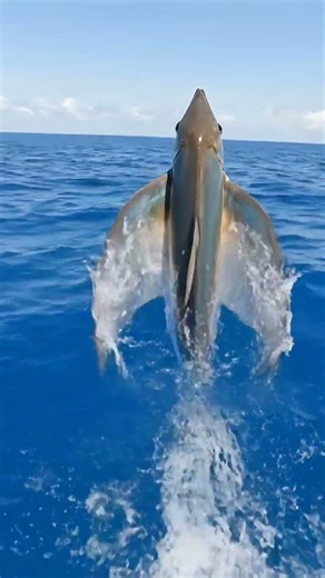 How do Flying fish actually Fly 😯