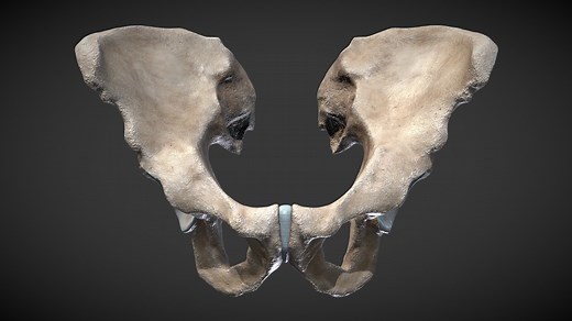 Os Coxae (Hip Bone) - 3D model by Elayna Miller (@anyale)