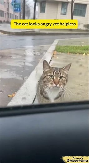 Cat Joke Series 20: #FunnyCatChaos: Horn Scares Bird Free—Cat’s Revenge on the Window! 🚗