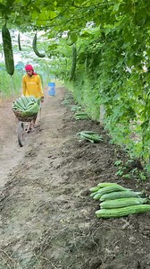 505K views · 10K reactions | Planting bitter gourd up to harvest compilation video | Reynaldo Ripdos | Facebook