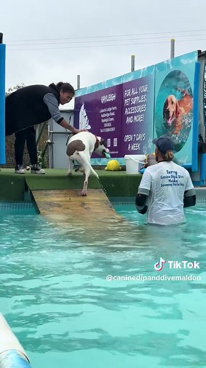 Puppy Echo's First Swim: Watch Her Learn to Love Water