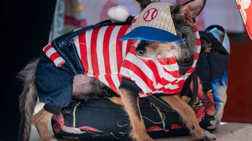 July 4th dog costumes: Furry friends show pride from patriotic capes to pet dresses, bandanas