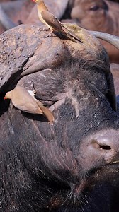 41K views · 301 reactions | A true friendship with benefits. Buffalo gets pest control & early warning system (oxpeckers scream when danger’s near), birds get dinner & a moving buffet. #winwin #friendship #friendshipgoals #naturelovers | Porcupine Tours | Facebook