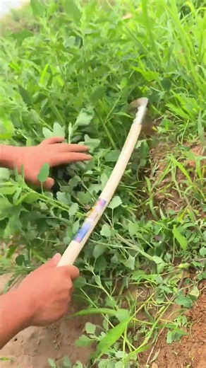 🌿 Amazing Hand Harvesting of Fresh Green Vegetables| Satisfying Farm Farming#FreshGreenHarvest