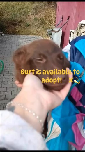 Amicii Dog Rescue Romania on Reels