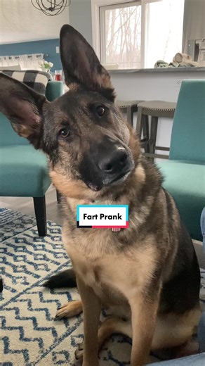 Funny Dog Reaction to Fart Prank | Genuine Concern Caught on Camera