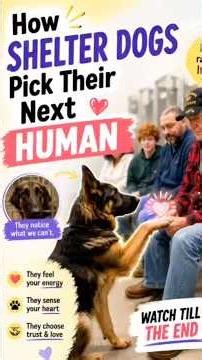 How Shelter Dogs Pick Their Next Human #shorts #shortvideo #youtubeshorts #ytshorts #viral #fyp