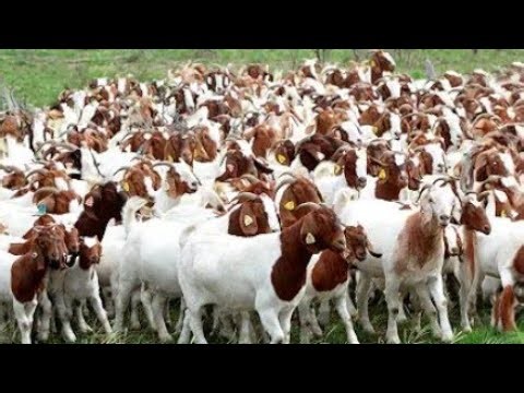 Rearing Village Local Goats 🐐/Morning and Evening Routine/ Source of Income #goat farming