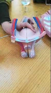 Section anatomy 3 part 2 Male genital system part 1