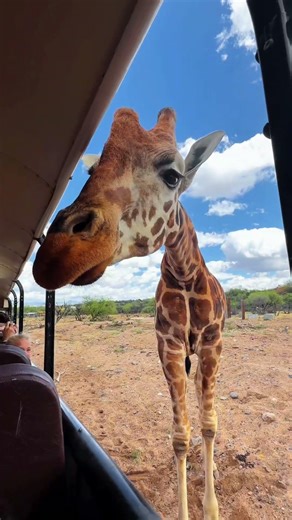 A safari in Arizona?!? 🐻🦁🐯 #arizonaadventures #arizona #phoenix #sedona