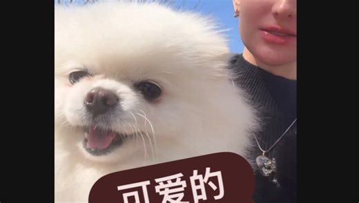 可爱的小博美。 一点也不凶