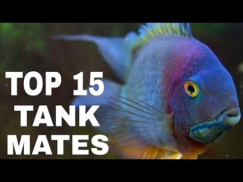 Most Suitable Tank Mates For Severum cichlid