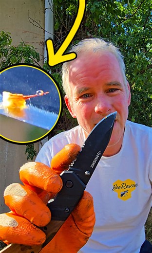 Angry shed bees stung my FACE 😅 New YouTube out NOW 🐝 https://youtu.be/8RcBm4jmhbg | Mr. Mrs. Bee Rescue