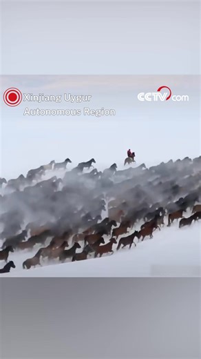 Tens of thousands of horses were captured galloping in a snowy grassland in Xinjiang's Zhaosu County, known as the hometown of one of the best horse breeds in China and a land of "heavenly horses." #ChinainSeconds #ChineseCulture #SeeChina For more: https://english.cctv.com/ | CCTV