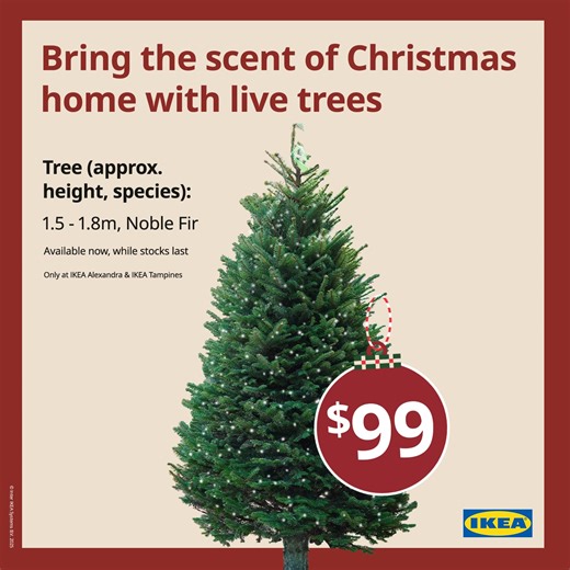 103 reactions | The scent of a live Christmas tree? That’s the season arriving.  Pick your Noble fir at IKEA Alexandra or IKEA Tampines and bring home that pine-fresh cheer. | IKEA | Facebook