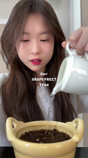 Growing Grapefruit Tree from Seed | Gardening Journey